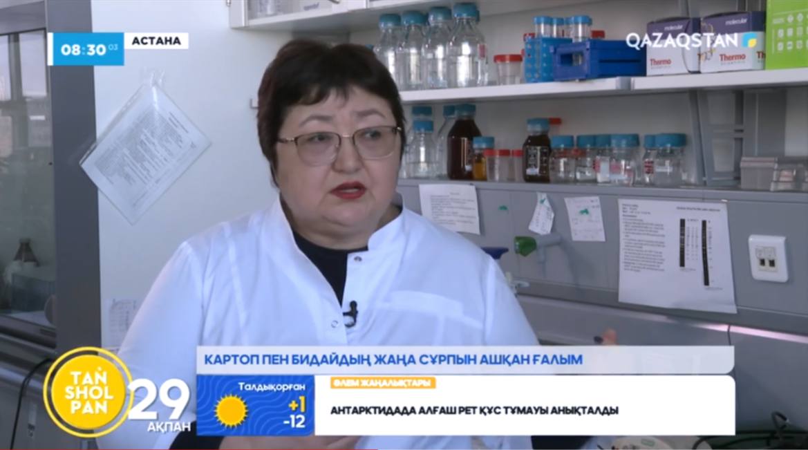 Столичный биотехнолог — учёный, создавший сорт картофеля «Астаналық» и пшеницы «Қазақстан 20»